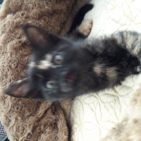 Tekir Kedi, Kedi  İsim koymadım fotoğrafı