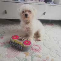 Maltese, Köpek  Paris fotoğrafı
