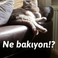 British Shorthair, Kedi  Luna fotoğrafı