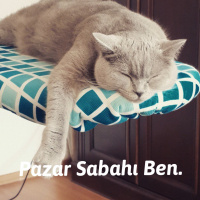 British Shorthair, Kedi  Luna fotoğrafı