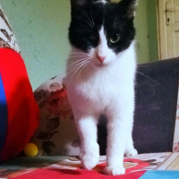 Tuxedo (Smokin) Kedi, Kedi  PAMUK fotoğrafı