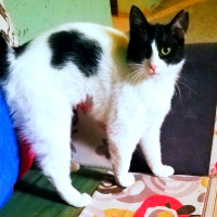 Tuxedo (Smokin) Kedi, Kedi  PAMUK fotoğrafı