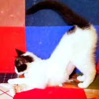 Tuxedo (Smokin) Kedi, Kedi  PAMUK fotoğrafı