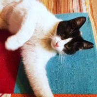 Tuxedo (Smokin) Kedi, Kedi  PAMUK fotoğrafı