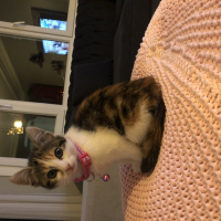 Tekir Kedi, Kedi  Boncuk fotoğrafı