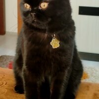 British Shorthair, Kedi  Oreo fotoğrafı