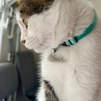 Tekir Kedi, Kedi  Çakıl Paşa fotoğrafı