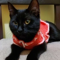 Bombay, Kedi  Leyla fotoğrafı