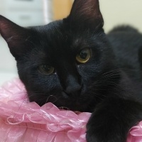Bombay, Kedi  Leyla fotoğrafı