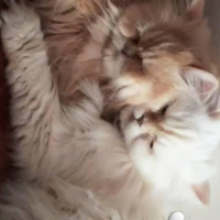 İran Kedisi (Persian), Kedi  Cici fotoğrafı