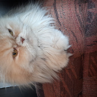 İran Kedisi (Persian), Kedi  Cici fotoğrafı