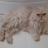 İran Kedisi (Persian), Kedi  Cici fotoğrafı