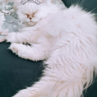 İran Kedisi (Persian), Kedi  Mini fotoğrafı