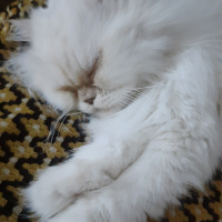 İran Kedisi (Persian), Kedi  Mini fotoğrafı