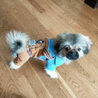 Pekingese, Köpek  Gölge fotoğrafı