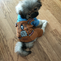 Pekingese, Köpek  Gölge fotoğrafı