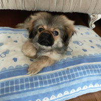 Pekingese, Köpek  Gölge fotoğrafı
