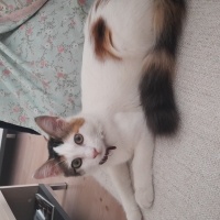 Tekir Kedi, Kedi  Zuzu fotoğrafı