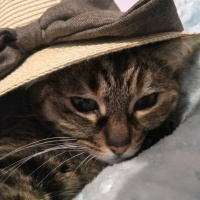 Tekir Kedi, Kedi  Yeşim fotoğrafı