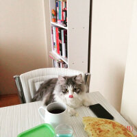 Chinchilla, Kedi  Behzat fotoğrafı