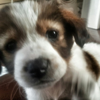 Sokö (Sokak Köpeği), Köpek  Şila fotoğrafı