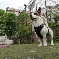 Jack Russell Terrier, Köpek  Duman fotoğrafı
