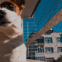 Jack Russell Terrier, Köpek  Duman fotoğrafı