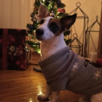 Jack Russell Terrier, Köpek  Duman fotoğrafı