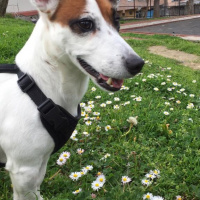 Jack Russell Terrier, Köpek  Duman fotoğrafı