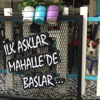 Jack Russell Terrier, Köpek  Duman fotoğrafı