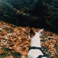 Jack Russell Terrier, Köpek  Duman fotoğrafı
