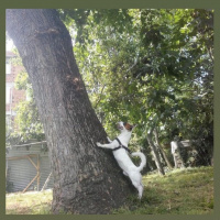 Jack Russell Terrier, Köpek  Duman fotoğrafı