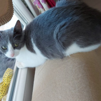 Tekir Kedi, Kedi  Duman fotoğrafı