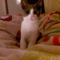 Tekir Kedi, Kedi  Duman fotoğrafı