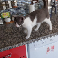 Tekir Kedi, Kedi  Duman fotoğrafı