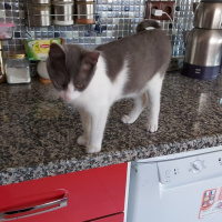 Tekir Kedi, Kedi  Duman fotoğrafı