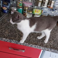 Tekir Kedi, Kedi  Duman fotoğrafı