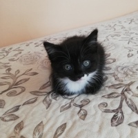 Tuxedo (Smokin) Kedi, Kedi  Ponçik fotoğrafı