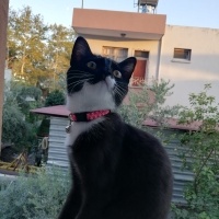 Tuxedo (Smokin) Kedi, Kedi  Ponçik fotoğrafı
