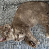 British Shorthair, Kedi  Coco fotoğrafı