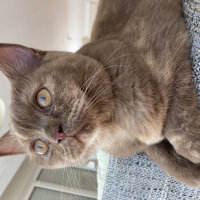 British Shorthair, Kedi  Coco fotoğrafı