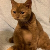 British Shorthair, Kedi  Coco fotoğrafı