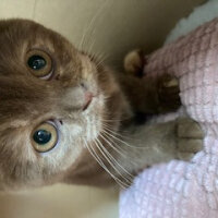 British Shorthair, Kedi  Coco fotoğrafı