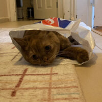 British Shorthair, Kedi  Coco fotoğrafı