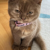 British Shorthair, Kedi  Coco fotoğrafı