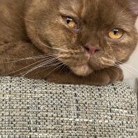 British Shorthair, Kedi  Coco fotoğrafı