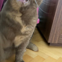 British Shorthair, Kedi  Coco fotoğrafı