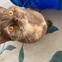 British Shorthair, Kedi  Coco fotoğrafı