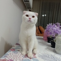 Scottish Fold, Kedi  LODOS fotoğrafı