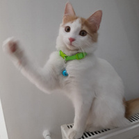 Tekir Kedi, Kedi  Lokum fotoğrafı